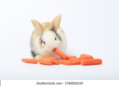 Adorable Bunny Easter Rabbit Eating Carrot On White Background.