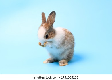 うさぎ 走る の写真素材 画像 写真 Shutterstock