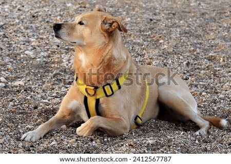 An adorable canaan dog in a yellow harness laying on a seashore