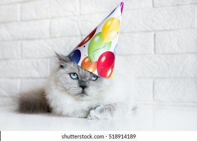 Adorable Cat In A Birthday Hat