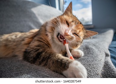 Adorable cat brushing teeth. Concept for dental health month in February. Close up of cat with tooth brush in mouth. Cats teeth are visible including fangs or canine teeth. Bokeh background