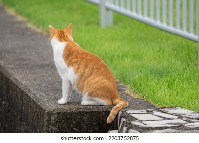 Adorable Cat Butt And Tail.