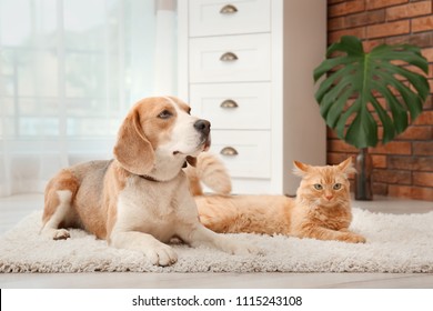 Adorable Cat And Dog Lying On Rug At Home. Animal Friendship