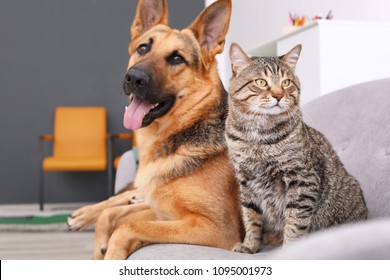 Adorable cat   dog resting together sofa indoors  Animal friendship