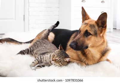 Adorable Cat And Dog Resting Together On Fuzzy Rug Indoors. Animal Friendship