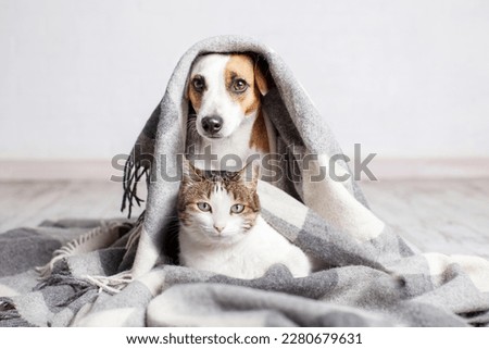 Adorable cat and dog together under plaid on floor indoors. Jack russell terrier Dog and white cat under wool gray blanket