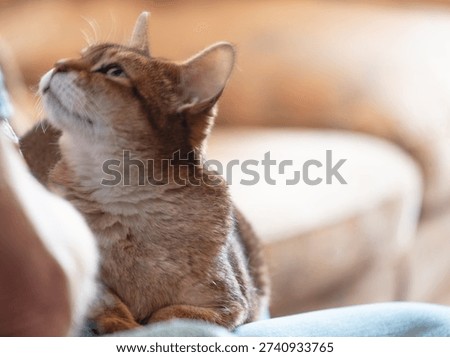Adorable cat looking affectionately at owner while sitting on his lap