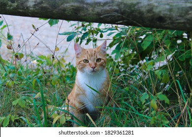 Adorable Cat Looking Up Suprised