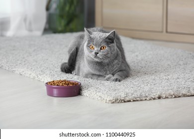 Adorable Cat Near Bowl With Food At Home