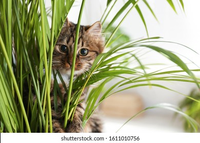 Adorable cat near houseplant on floor at home