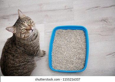 Adorable cat near litter tray indoors. Pet care - Shutterstock ID 1155216337