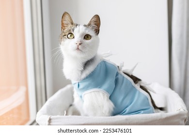 Adorable cat portrait in special suit bandage recovering after spaying  Post-operative Care. Pet sterilization concept. Cute kitty after surgery sitting in basket at window
