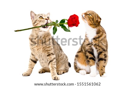 Adorable cat presents a rose to a cat sitting isolated on white background
