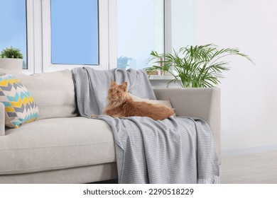 Adorable cat resting on sofa at home