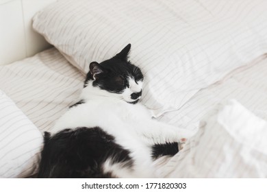 Adorable cat sleeping on bed with stylish sheets in morning light. Cute kitty relaxing on cozy owners pillows in modern room. Domestic pets - Powered by Shutterstock