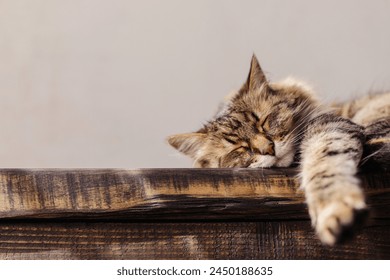 Adorable cat sleeping on wooden bench close up in sunny room. Cute sweet tabby cat relaxing and snoozing. Tranquility and peace concept. Maine coon pet at home. Animal banner, copy space - Powered by Shutterstock