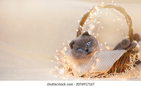 Adorable Cat Sleeping In Straw Basket Under Christmas Tree Lights. Cute Kitten Relaxing. Pet And Winter Holidays. Animal Calendar