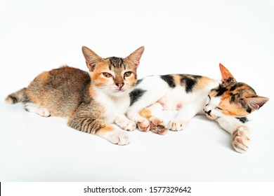 Obrazy Zdjęcia Stockowe I Ilustracje Wektorowe Kot
