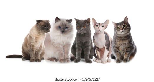Adorable cats on white background. Lovely pets - Shutterstock ID 1724576227