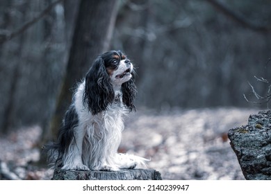 Adorable Cavalier Girl In The Woods. Cute Doggy In A Forest On An Overcast Spring Morning. Pet Portrait. Selective Focus On The Details, Blurred Background.