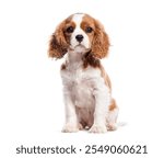 Adorable cavalier king charles spaniel puppy sitting on a white background