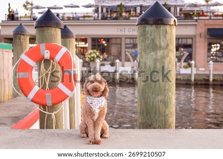 adorable cavapoo at the pier - cute cavalier king charles poodle mix on the dock
