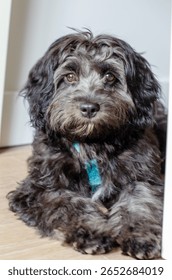 Adorable Cavapoo Puppy tumbado