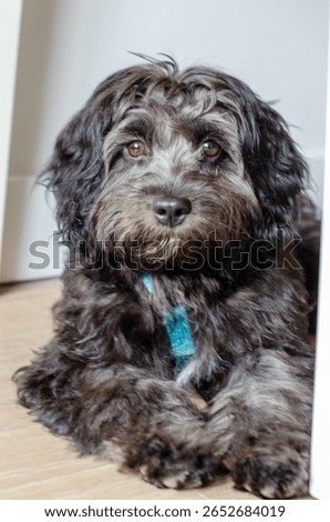 Adorable Cavapoo Puppy Laying Down Grey Black Dog with Neutral Background Cute Puppy Eyes Nose Face