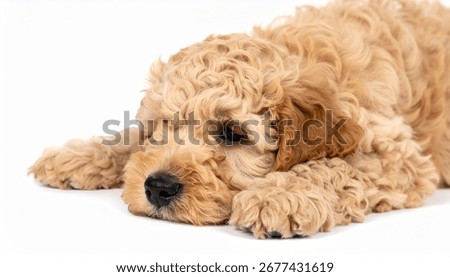 Adorable Cavapoo puppy resting on a white background. Fluffy, light brown fur. Perfect for pet, animal, or dog-related projects.