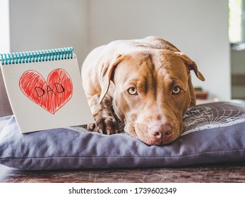 Adorable  charming puppy chocolate color  notebook and painted heart   the inscription DAD  Close  up  side view  Indoors  Congratulations for family  relatives  friends   colleagues