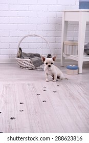 Adorable Chihuahua Dog And Muddy Paw Prints On Wooden Floor In Room