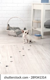 Adorable Chihuahua Dog And Muddy Paw Prints On Wooden Floor In Room