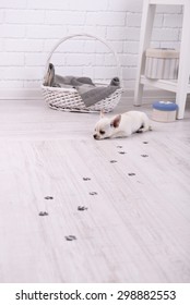 Adorable Chihuahua Dog And Muddy Paw Prints On Wooden Floor In Room