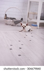 Adorable Chihuahua Dog And Muddy Paw Prints On Wooden Floor In Room