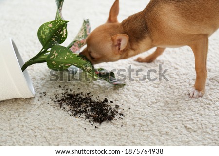 Adorable Chihuahua dog near overturned houseplant on carpet indoors