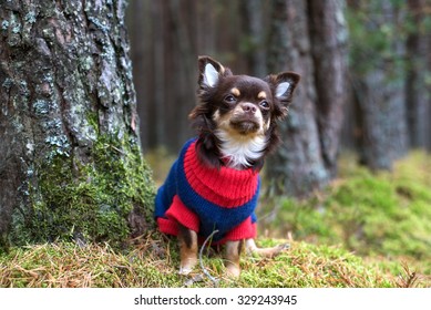 Adorable Chihuahua Dog Outdoors In A Sweater