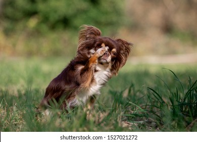 Adorable Chihuahua Dog Performing A Trick Shame