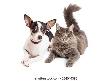 An Adorable Chihuahua Dog And A Pretty Gray Color Tabby Cat Laying Together