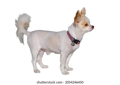 Adorable Chihuahua Puppy Standing On White Background.