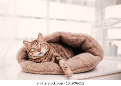 Adorable chinese tabby cat on the bay window,resting in it's nest  and looking at the camera - Shutterstock ID 1052096282