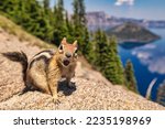 An adorable chipmunk with open mouth on the top of stone fence overlooking the sea