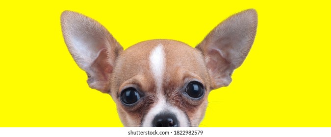 Chiwawa High Res Stock Images Shutterstock Chiwawa High Res Stock Images Shutterstock