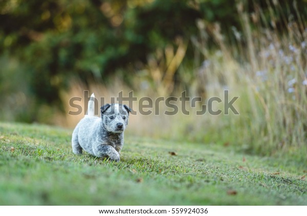 Adorable Chubby Cattle Dog Puppy Walking Stock Photo Edit Now