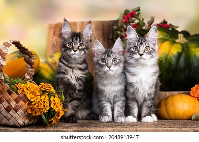 Adorable classic black tabby Maine Coon cat kitten and pumpkin