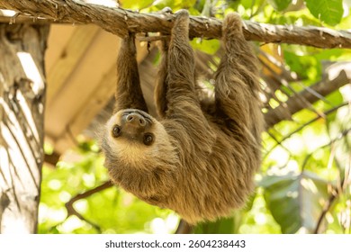 Adorable close-up of a Two-Toed Sloth (Choloepus hoffmanni) in its natural habitat in Costa Rica. Known for its slow movements, gentle expression, and shaggy fur.