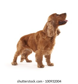 Adorable Cocker Spaniel Isolated On White