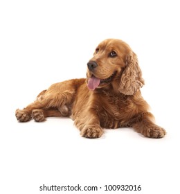 Adorable Cocker Spaniel Isolated On White