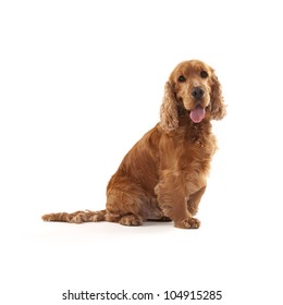 Adorable Cocker Spaniel Isolated On White