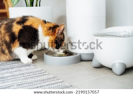 Adorable colorful cat eating from automatic smart feeder in cozy home interior. Home life with a pet. Healthy pet food diet concept. Selective focus, copy space