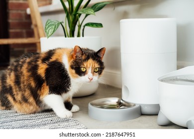 Adorable Colorful Cat Waiting For Food From Automatic Smart Feeder In Cozy Home Interior. Home Life With A Pet. Healthy Pet Food Diet Concept. Selective Focus, Copy Space